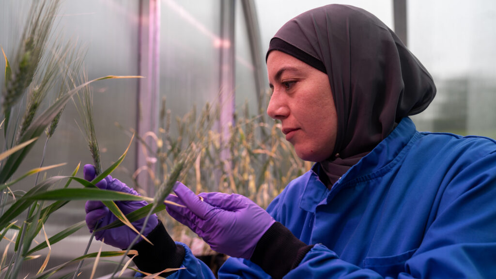 A researcher inspecting a plant in a glasshouse.