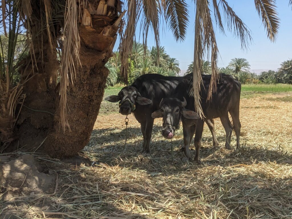 Two cows standing underneath a palm tree in a grassy field in the sunshine